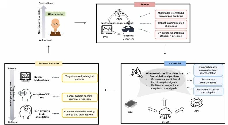 Diagram of a closed-loop human-machine interface for older adults: a multimodal sensor network feeds AI-powered cognitive decoding and modulation algorithms, which drive external actuators such as neurofeedback, adaptive cognitive training tasks, and non-invasive brain stimulation to regulate neurobehavioral states.